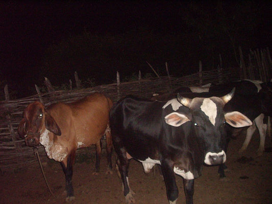 Variedades de estrés en los bovinos de granja