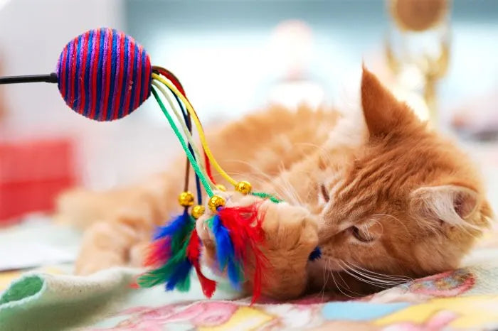 ¿Qué juguete comprarle a tu gato? Consulta al veterinario antes de decidir