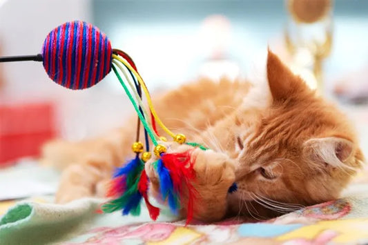 ¿Qué juguete comprarle a tu gato? Consulta al veterinario antes de decidir