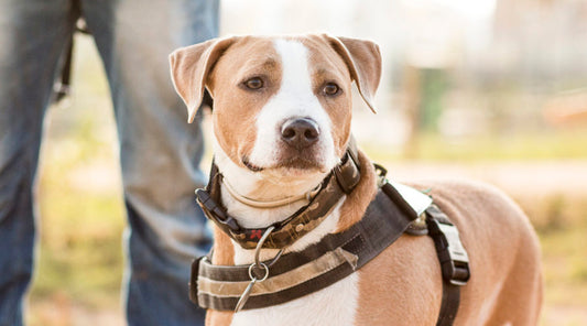 Prevención de los casos de cojera en los perros