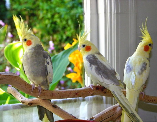 Cómo tener pájaros en casa saludables y felices