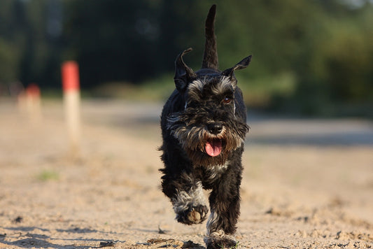 Consejos para cuidar a un perro Schnauzer Miniatura