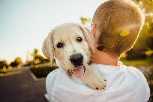 Claves básicas de etiología canina