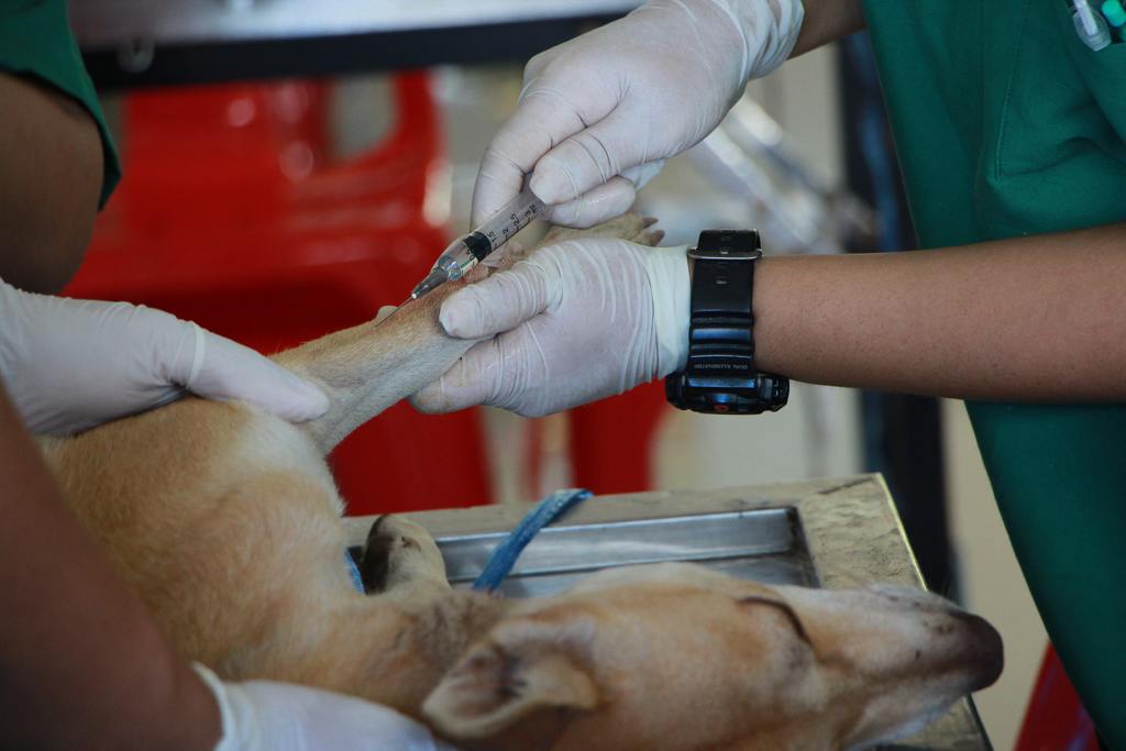 Vacunación y salud de las mascotas