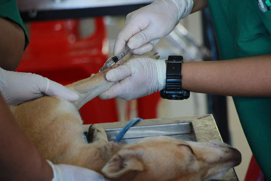 Vacunación y salud de las mascotas