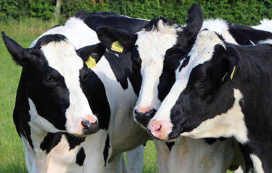 Enfermedades de la piel que afectan a las vacas lecheras
