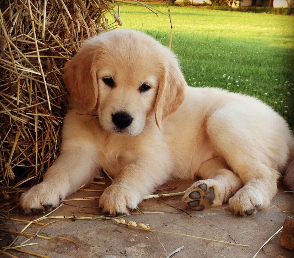 Cuidado Integral para tu Perro: Claves de Desparasitación Canina