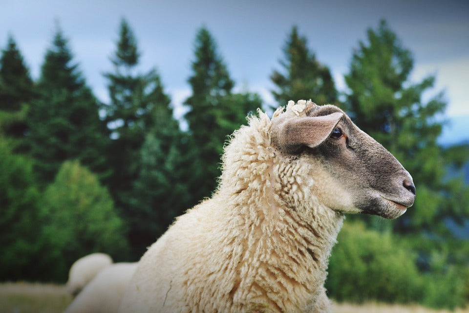 Productos veterinarios para la salud de los animales de granja