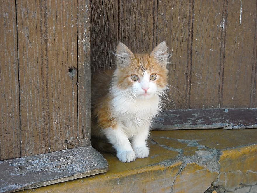 ¿Cuáles son las principales enfermedades que padecen los gatos?