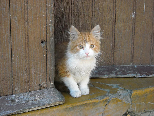 ¿Cuáles son las principales enfermedades que padecen los gatos?
