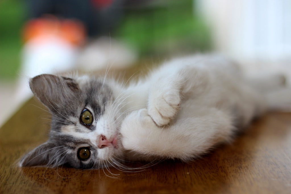 Adoptar una mascota, aspectos cruciales e ineludibles