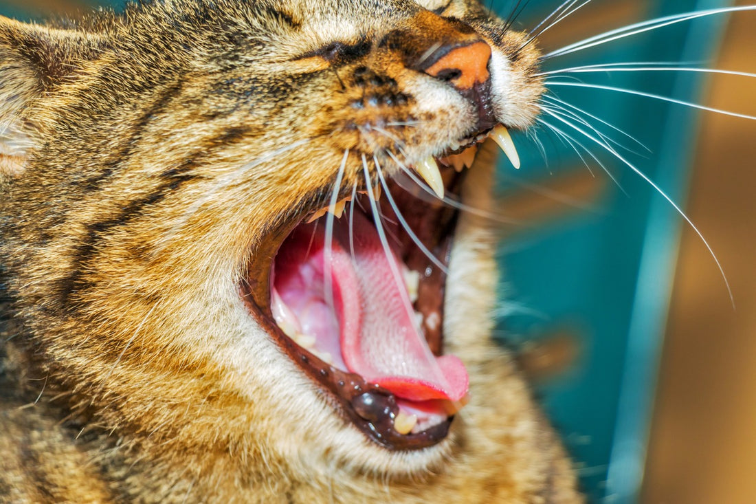 El problema de las caries en los gatos