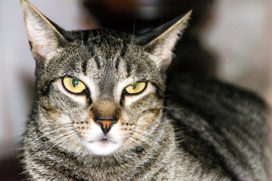 El problema de la rabia en los gatos