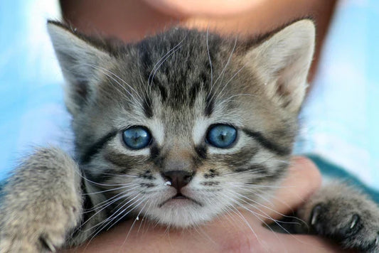 El gusano redondo en gatos: por qué los gatitos son los más vulnerables y cómo protegerlos