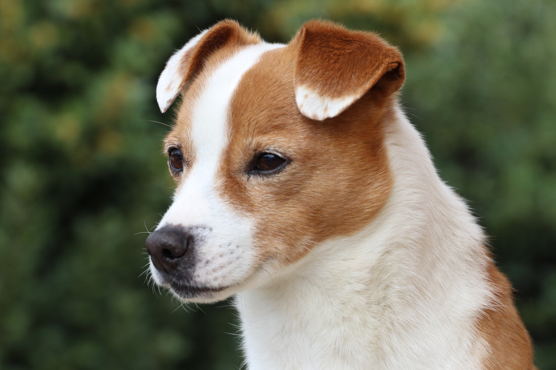 Perros con las orejas caídas, una explicación veterinaria