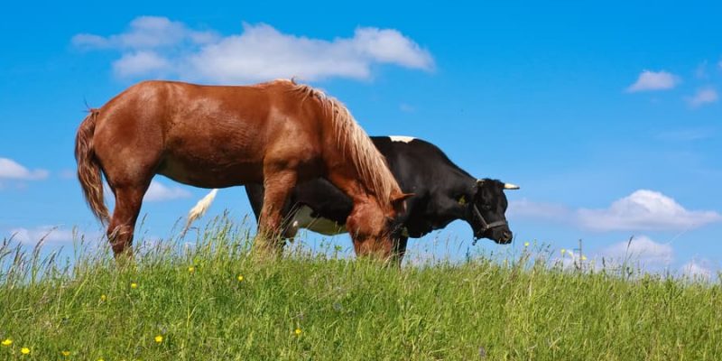 Cuidados Sanitarios para los Animales de Granja en Temporada de Lluvia
