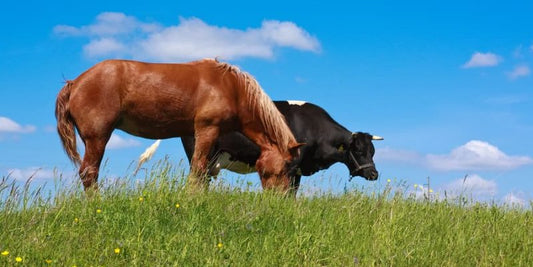 Cuidados Sanitarios para los Animales de Granja en Temporada de Lluvia