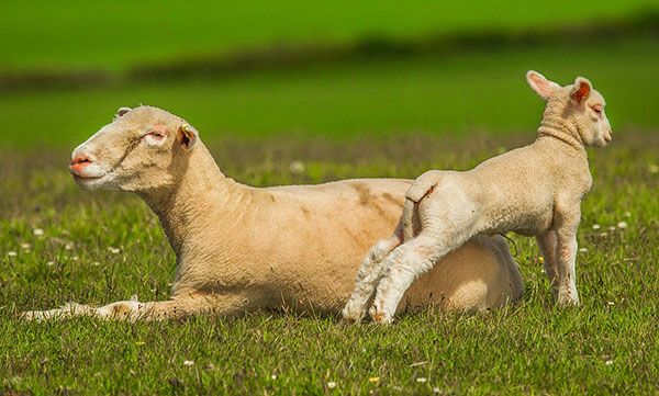 Cuidados más importantes para los animales de granja