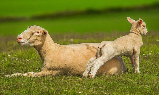 Cuidados más importantes para los animales de granja