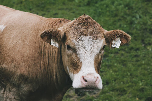 Condiciones de Salubridad en Espacios Pecuarios y la Importancia de la Asesoría Veterinaria