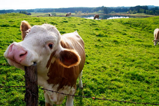 Importancia de la prevención para la salud animal