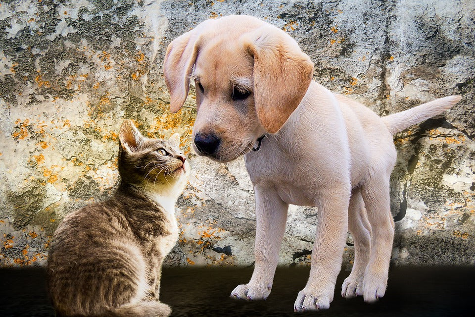 Elegir una mascota y preparar el hogar para recibirla