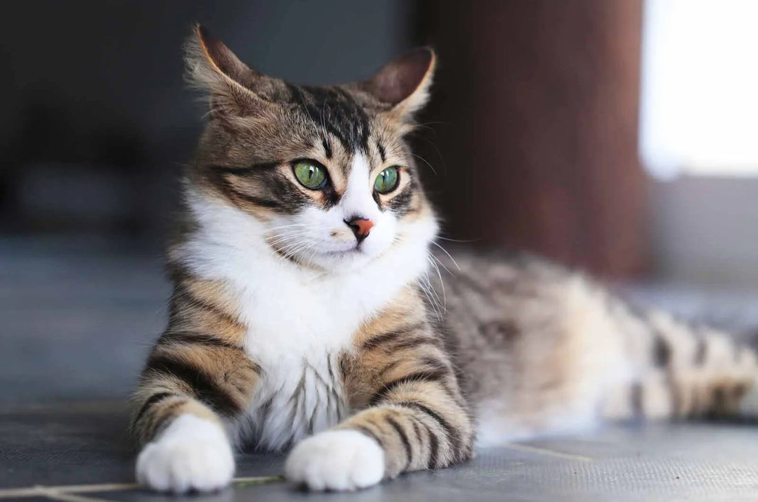 El pelaje del gato: lo que revela sobre su salud y cuándo acudir al veterinario