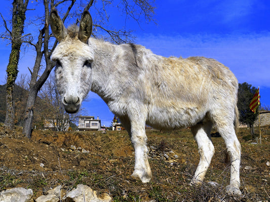 Recomendaciones para el correcto cuidado de los burros