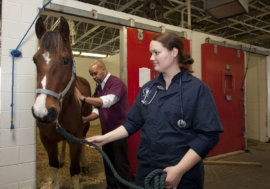 Importancia del veterinario para la salud de los animales de granja