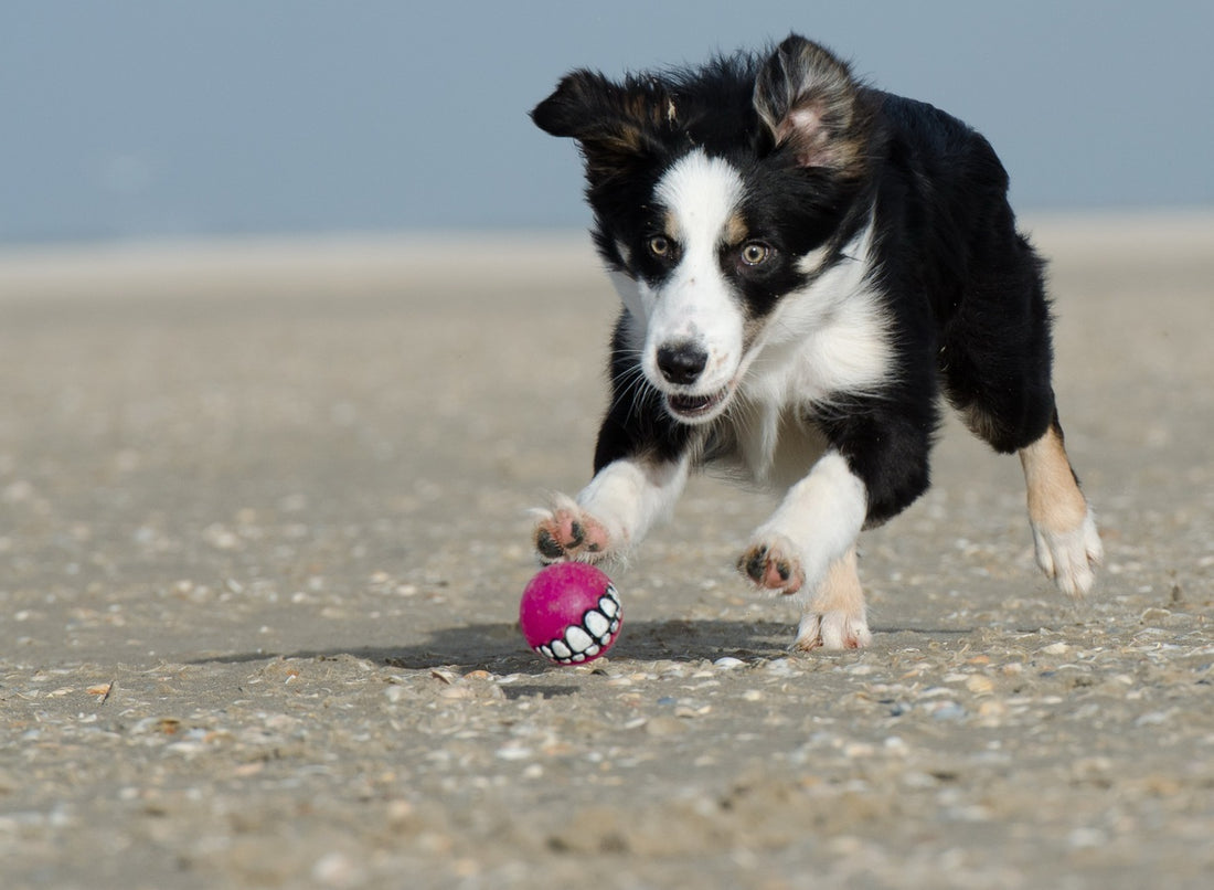 Juegos y juguetes para calmar el estrés de las mascotas