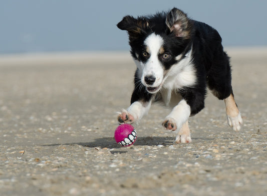Juegos y juguetes para calmar el estrés de las mascotas