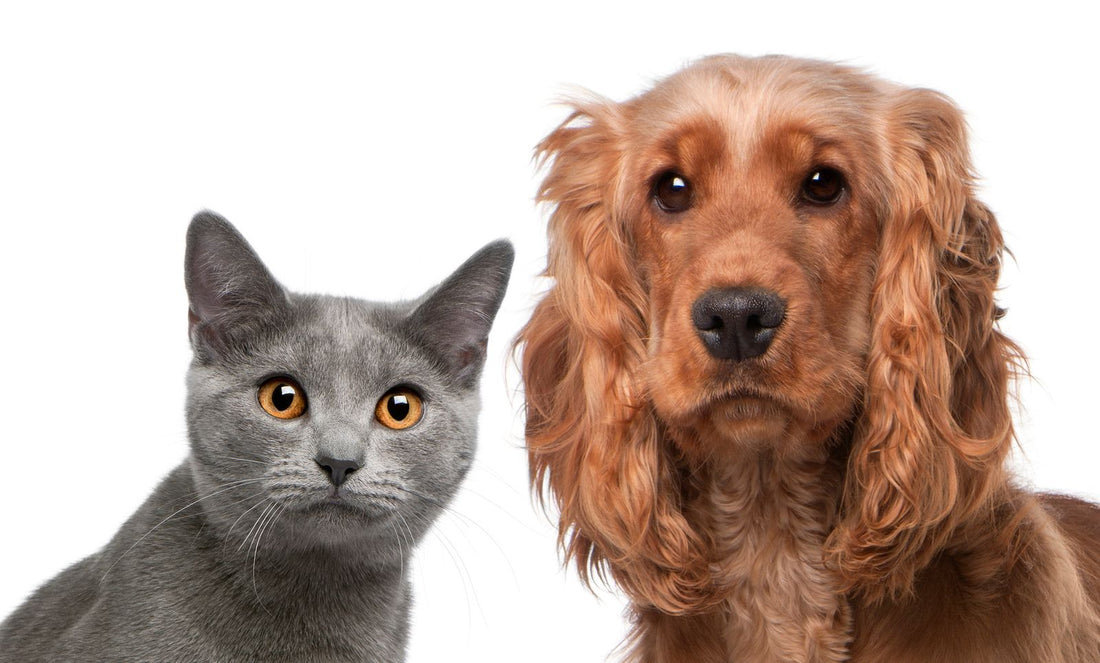 Consejos para tener perros y gatos juntos en casa