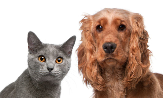 Consejos para tener perros y gatos juntos en casa