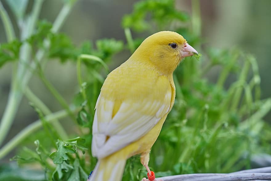 Cuidado de los pájaros: ¿Es conveniente dejarlos volar fuera de su jaula?