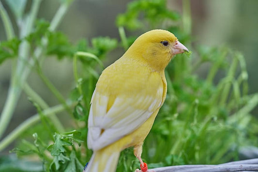 Cuidado de los pájaros: ¿Es conveniente dejarlos volar fuera de su jaula?