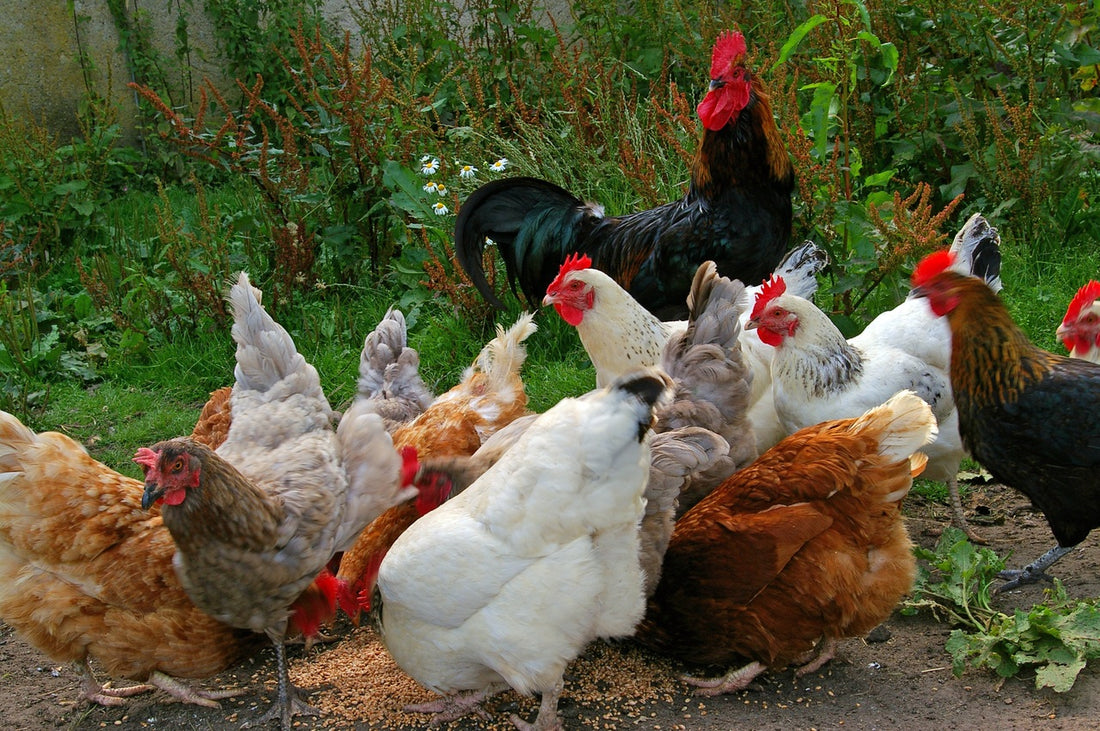 Por qué se les caen las plumas a mis pollos de cría