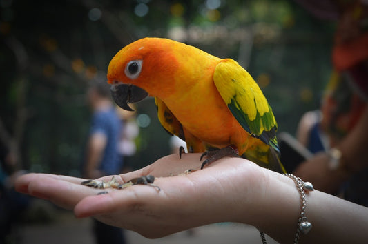 Principales enfermedades que afectan a los loros