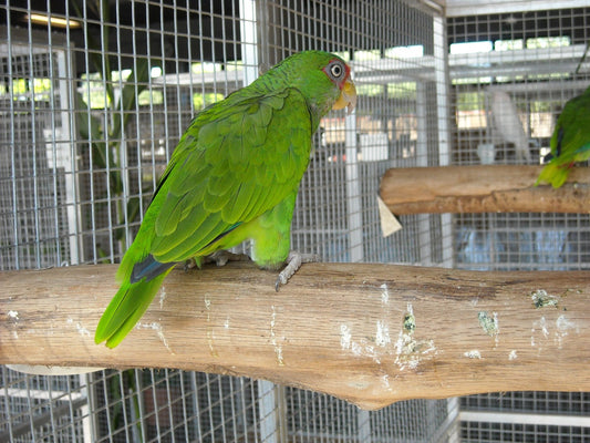 El problema de los pájaros que muerden