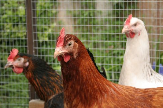 ¿Por qué una gallina pierde plumas? Causas, señales y cómo prevenirlo