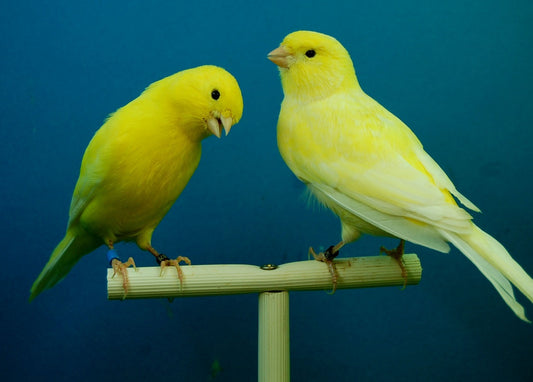 Cuidado de las aves mascotas durante las temporadas de calor