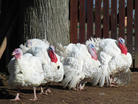 Los cinco mejores consejos para la crianza del pavo
