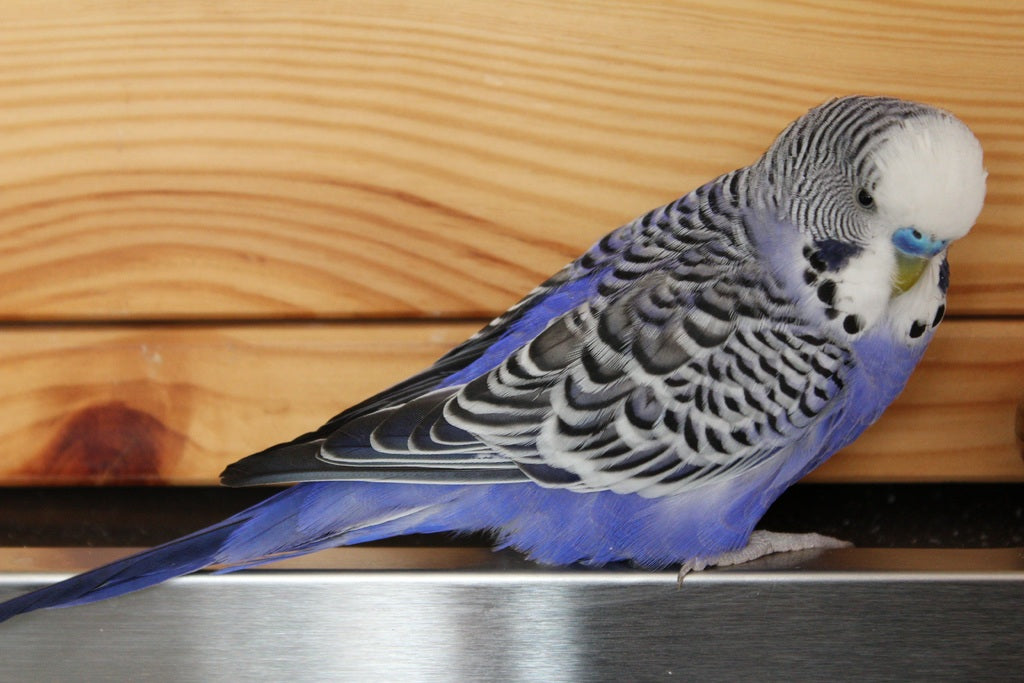 Los mejores pájaros para cuidar en casa