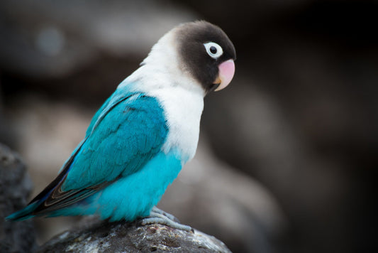 Ventajas de los juguetes para la salud y el bienestar de los pájaros mascota