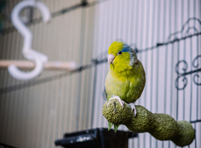 Los mejores consejos para tener pájaros como mascotas