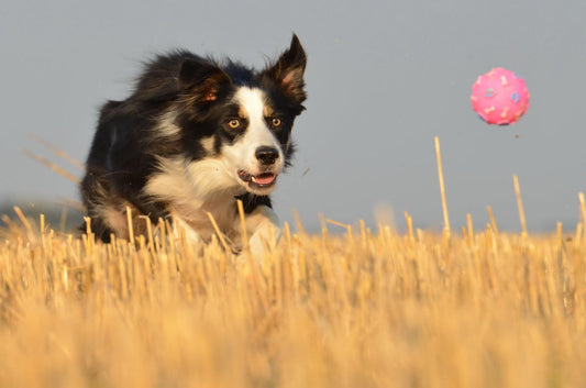 Combatiendo la Anquilostomiasis en Cachorros: Importancia del Veterinario en su Prevención y Tratamiento