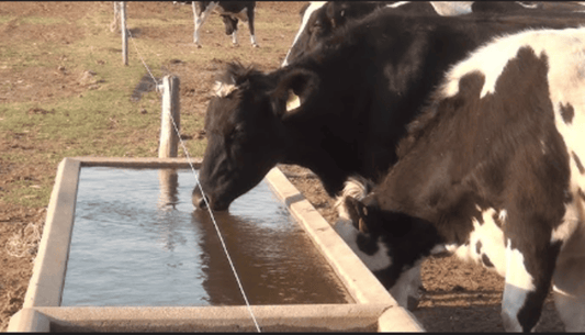 Acceso al agua limpia para animales de granja: un pilar de la medicina veterinaria