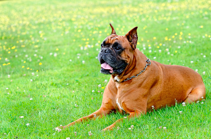 Consejos para cuidar a un perro bóxer