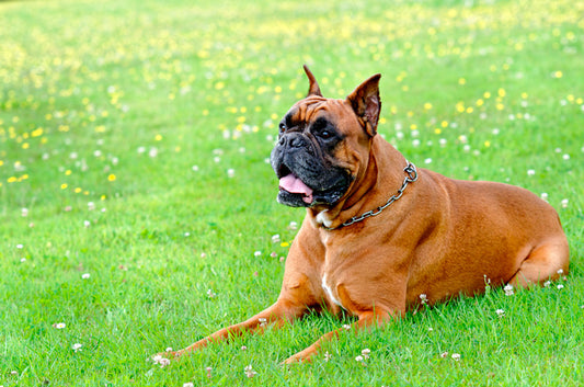 Consejos para cuidar a un perro bóxer