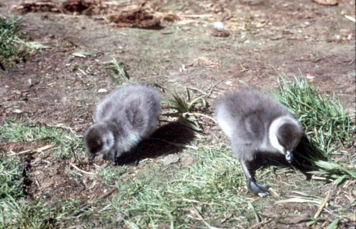 Pautas de sanidad en la cría de aves