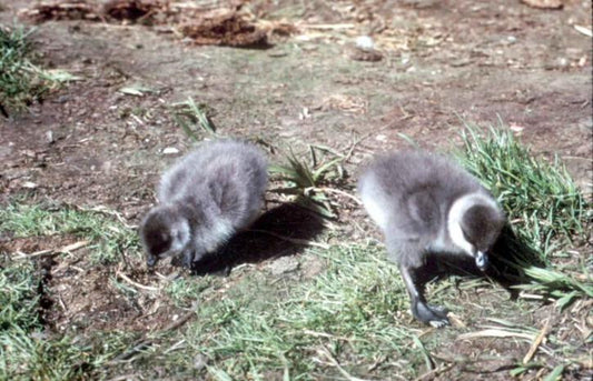Pautas de sanidad en la cría de aves